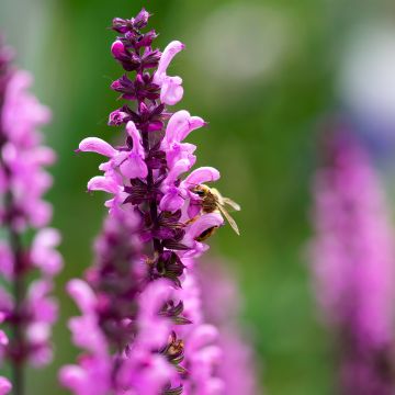 Salvia sylvestris Lyrical Rose Balyricose