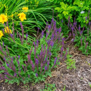 Salvia nemorosa Marcus 'Haeumanarc'