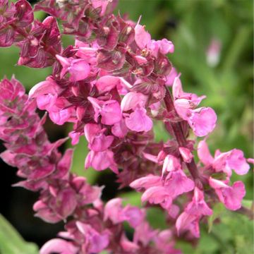 Salvia nemorosa Rose Queen - Woodland Sage