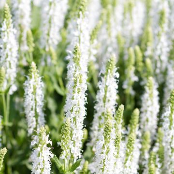 Salvia nemorosa Salute White - Woodland Sage