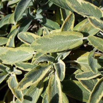 Salvia officinalis Berggarten Variegated