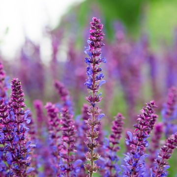 Salvia pratensis Lyrical Blues - Meadow Sage