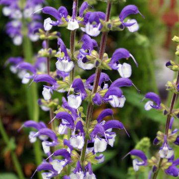 Salvia pratensis Madeline - Sauge des près