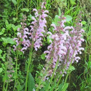 Salvia pratensis Pink Delight - Meadow Sage