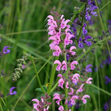 Salvia pratensis Rose Rhapsody - Meadow Sage