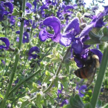 Salvia pratensis Twilight Serenade - Meadow Sage