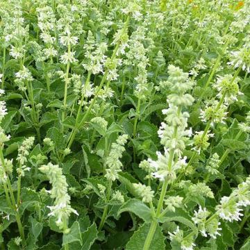 Salvia verticillata Alba