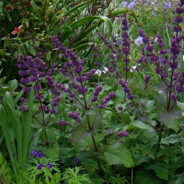 Salvia verticillata Purple Rain