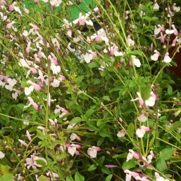 Salvia jamensis Delice Roselilac