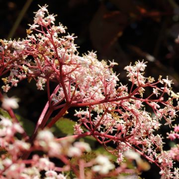 Sambucus Chocolate Marzipan