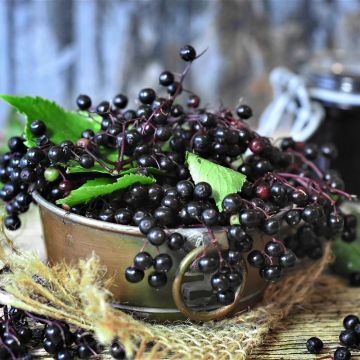 Sambucus nigra - Black Elder