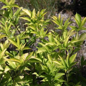 Sureau noir  - Sambucus nigra Aurea