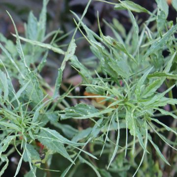 Sambucus nigra Linearis - Black Elder