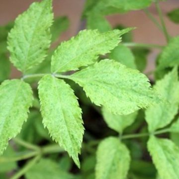 Sureau noir panaché - Sambucus nigra Variegata