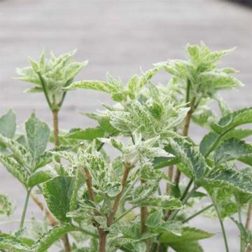 Sambucus nigra Pulverulenta - Black Elder