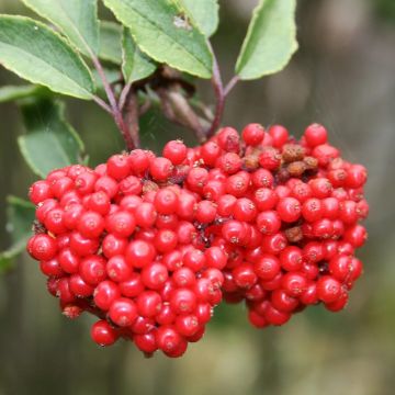 Sambucus racemosa - European Red Elder