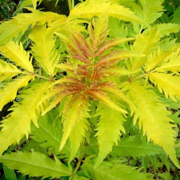 Sambucus racemosa Plumosa Aurea - Sureau à grappes 