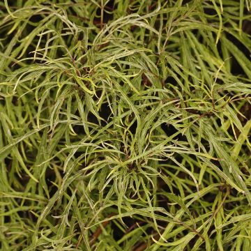 Sambucus racemosa Tenuifolia - European Red Elder