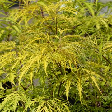 Sambucus racemosa Welsh Gold - European Red Elder