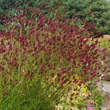 Sanguisorba tenuifolia Cangshan Cranberry