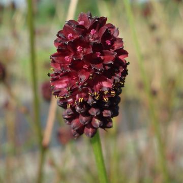 Sanguisorba Chocolate Tip