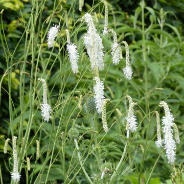 Sanguisorba tenuifolia Alba - Pimprenelle à fines feuilles