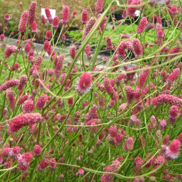 Sanguisorba tenuifolia Pink Elephant