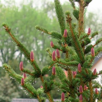Picea pungens Lucky Strike - Blue Spruce