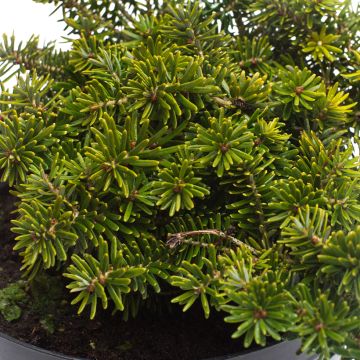 Abies koreana Brillant