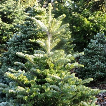 Abies koreana Samling - Korean Fir