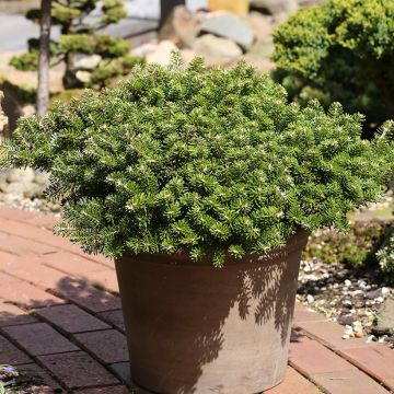 Abies koreana Green Carpet - Korean Fir