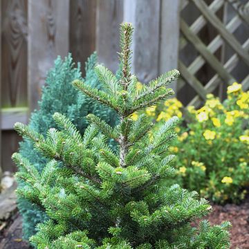 Abies koreana Molli - Korean Fir