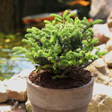 Abies koreana Oberon - Korean Fir