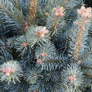 Abies lasiocarpa var. arizonica Compacta - Fir