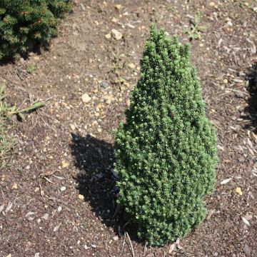 Sapinette blanche, Epinette blanche - Picea glauca Piccolo