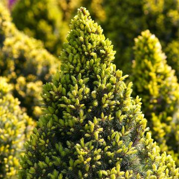 Picea glauca Sun on the Sky - White Spruce