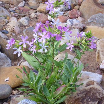 Saponaria officinalis