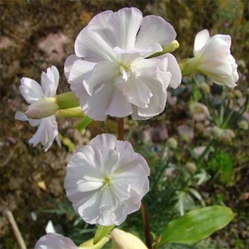 Saponaria officinalis Alba Plena