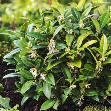 Sarcococca hookeriana var.humilis Fragrant Valley