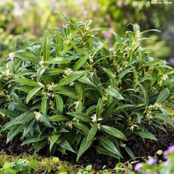 Sarcococca hookeriana var. humilis Fragrant Valley