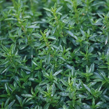 Organic Perennial Savory - Satureja montana