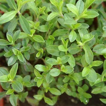 Organic Perennial Savory