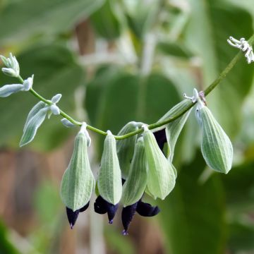 Salvia discolor 