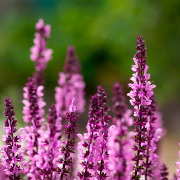 Salvia nemorosa Caradonna Pink - Woodland Sage