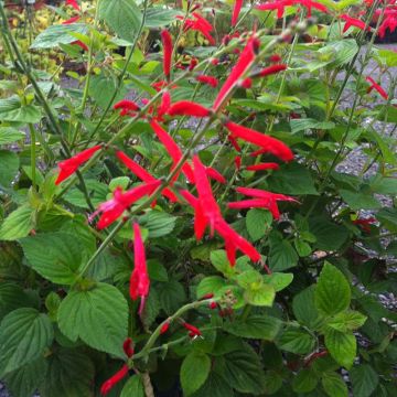 Salvia elegans Tangerine