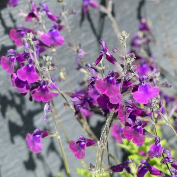 Salvia x microphylla 'Nachtvlinder' (Night Butterfly)