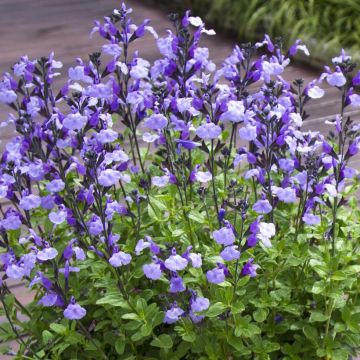 Salvia So Cool Pale Blue