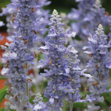 Salvia farinacea Sallyfun Sky Blue