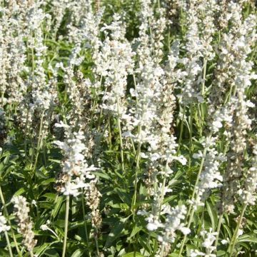 Salvia farinacea Cirrus