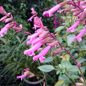 Salvia buchanii (X) Chiapensis Wendy's Wish